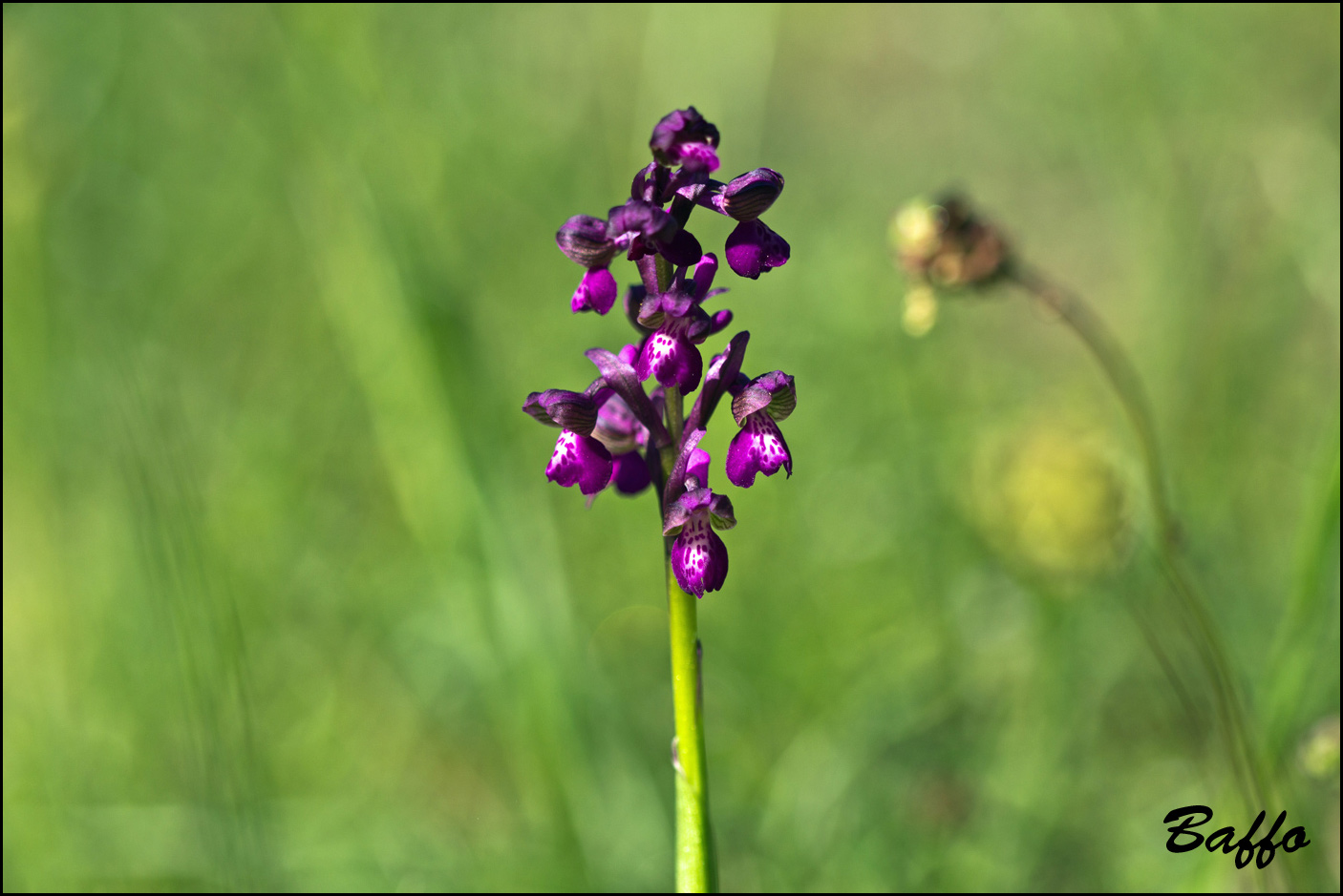 Anacamptis morio